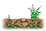 Gif animé taupe trou